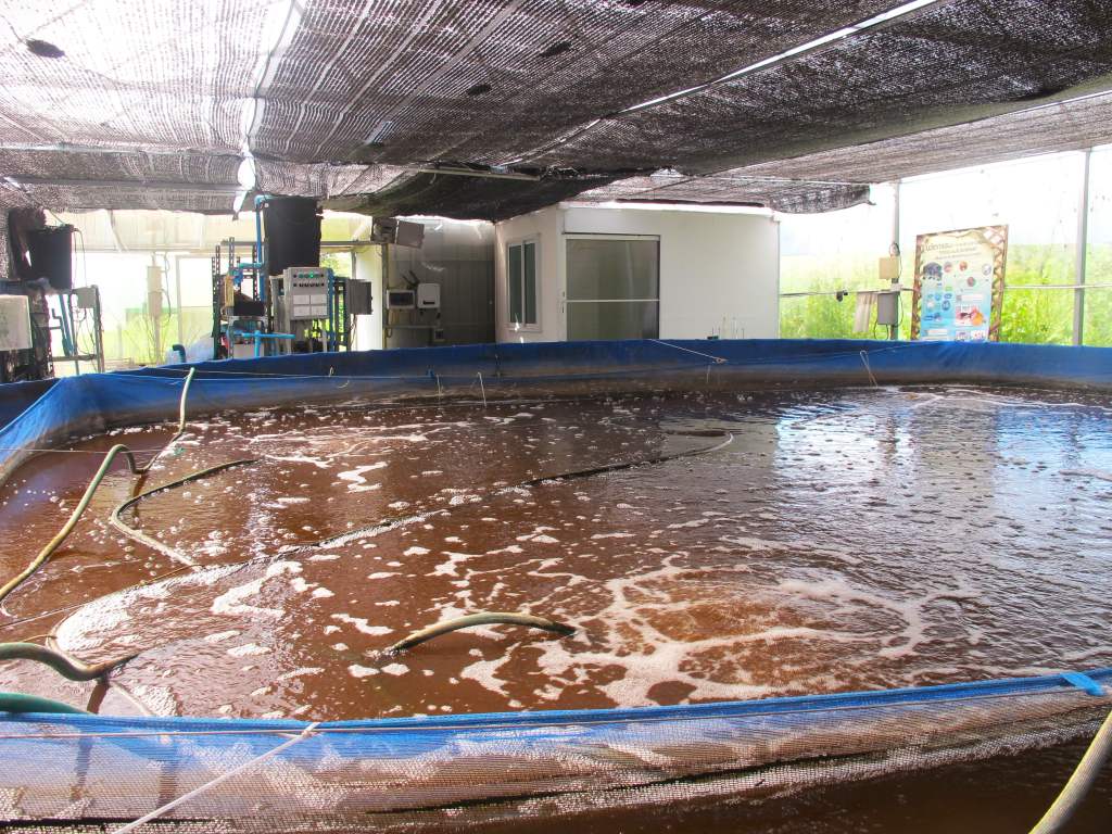 Biofloc Technology: An Environmentally Friendly Aquaculture&nbsp;System