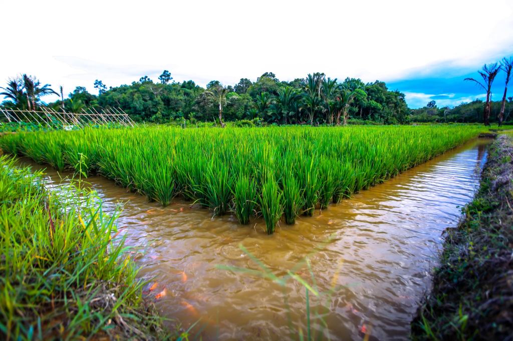 ภูมิปัญญาท้องถิ่นและแนวทางแก้ไขปัญหาที่อิงธรรมชาติในการเพาะเลี้ยงสัตว์น้ำจืดของประเทศไทย
