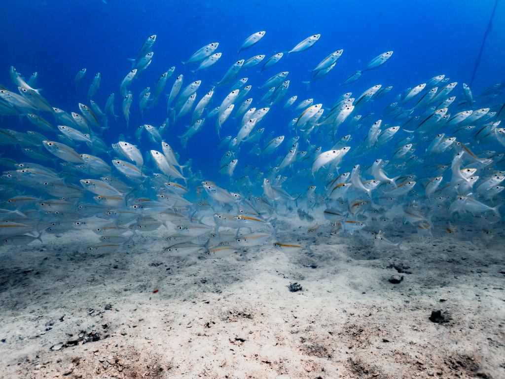 Penambahbaikan Genetik sebagai Penyelesaian Berasaskan Alam Semula Jadi bagi Mewujudkan Industri Akuakultur yang Mampan dan Berdaya Tahan di Rantau&nbsp;Asia-Pasifik