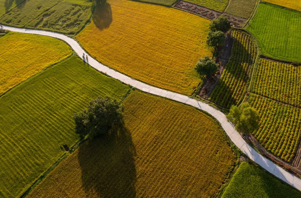 Nâng cao tính bền vững của mô hình canh tác lúa – tôm ở Đồng bằng sông Cửu Long, Việt Nam